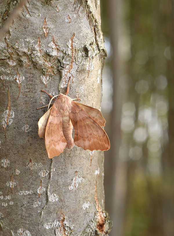 Ciclo vitale di Laothoe populi, Sphingidae